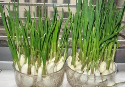 農(nóng)業(yè)科普:你所不知道的大蒜的秘密,帶你走進大蒜的世界