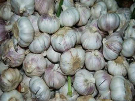 農(nóng)業(yè)科普:你所不知道的大蒜的秘密,帶你走進大蒜的世界