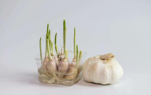 農(nóng)業(yè)科普:你所不知道的大蒜的秘密,帶你走進大蒜的世界