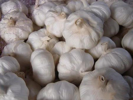 農(nóng)業(yè)科普:你所不知道的大蒜的秘密,帶你走進大蒜的世界