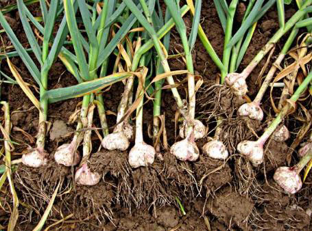 農(nóng)業(yè)科普:你所不知道的大蒜的秘密,帶你走進大蒜的世界