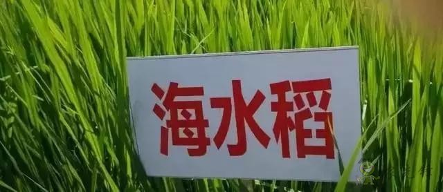 對不起，我跟著華為，辭職種地了！