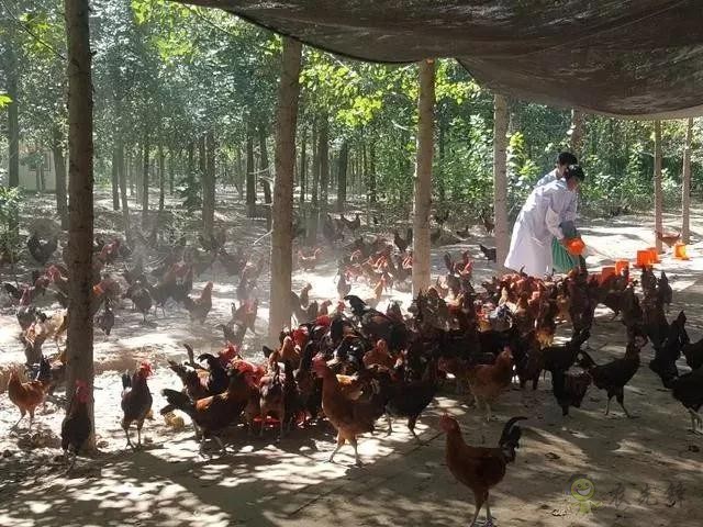 京東的這些&ldquo;網紅&rdquo;農業項目，你都知道嗎？