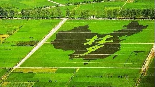 區(qū)塊鏈農業(yè)迎來政策風向標！