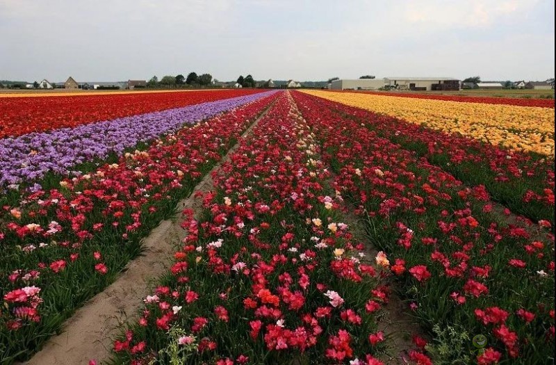 荷蘭農業(yè)值得中國學習的五大經營模式