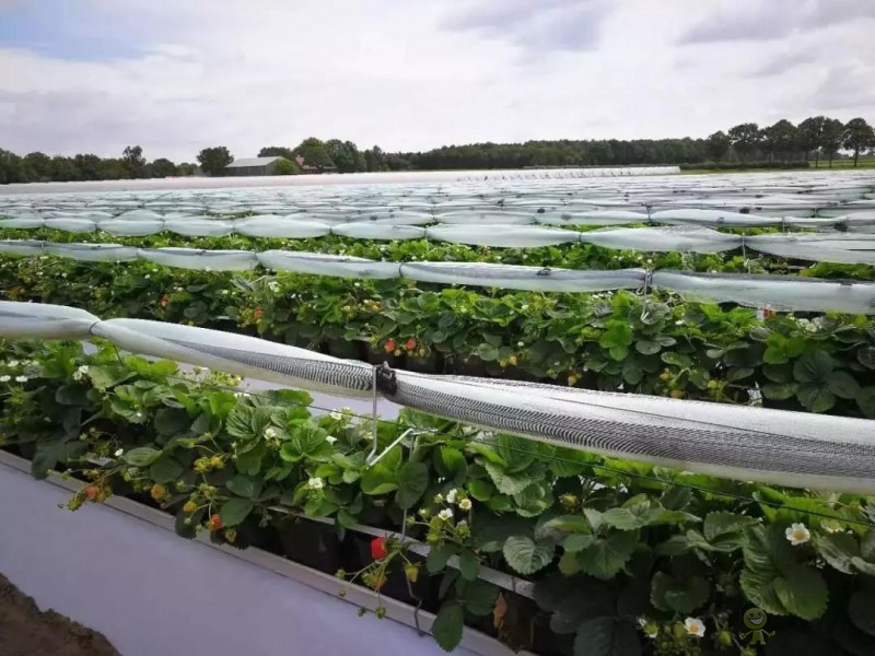 荷蘭農業(yè)值得中國學習的五大經營模式