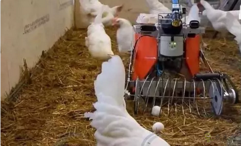 當(dāng)機(jī)器人走進(jìn)農(nóng)場(chǎng)，奶牛都震驚了！