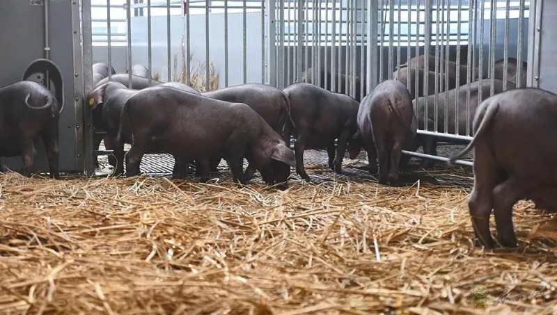 網(wǎng)易味央(三門)現(xiàn)代農(nóng)業(yè)示范園正式開工!