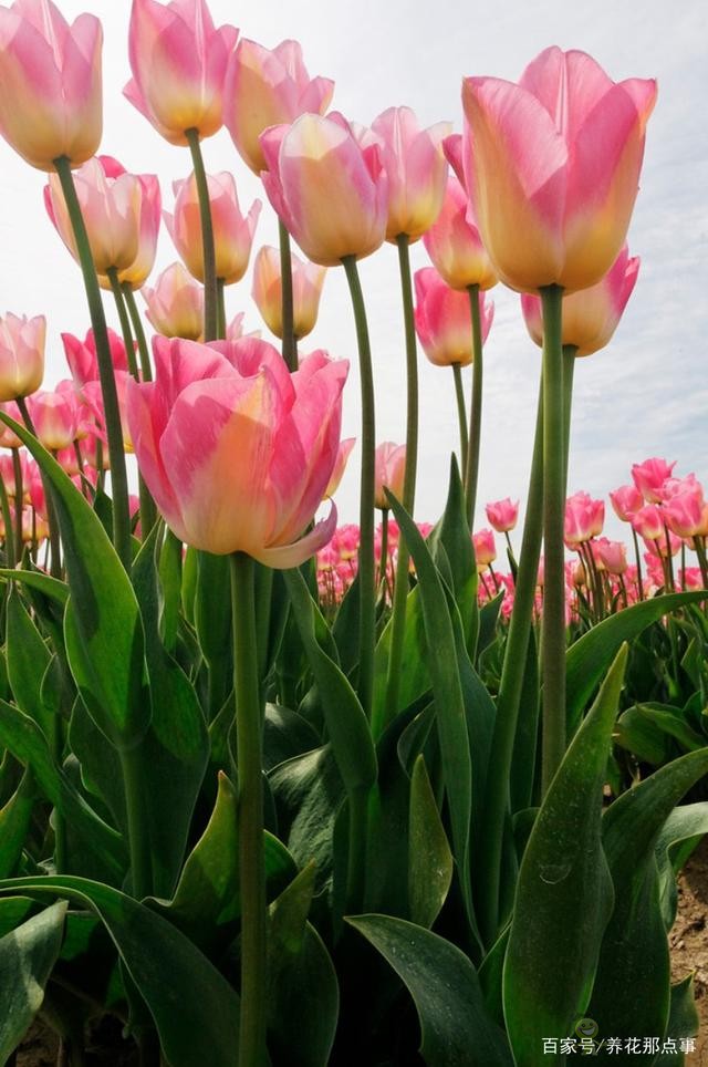 透過郁金香看荷蘭的現代農業，切花球根都能賣，還能吸引觀光客