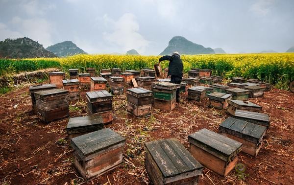 蜜蜂與現(xiàn)代農(nóng)業(yè)：從&ldquo;取一半，留一半&rdquo;到&ldquo;送蜜蜂上戰(zhàn)場&rdquo;