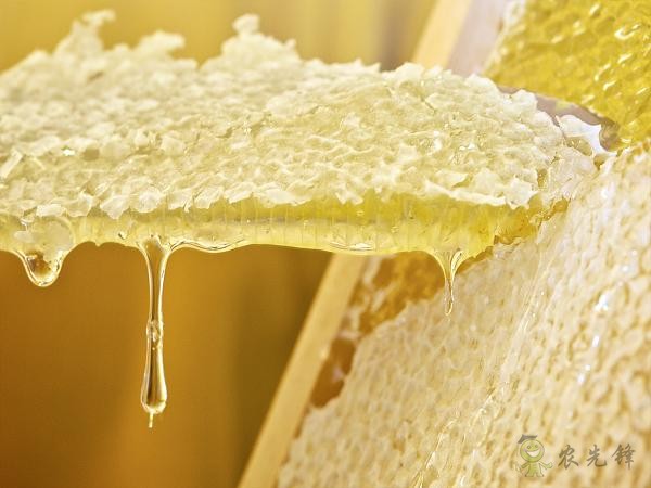 蜜蜂與現(xiàn)代農(nóng)業(yè)：從&ldquo;取一半，留一半&rdquo;到&ldquo;送蜜蜂上戰(zhàn)場&rdquo;