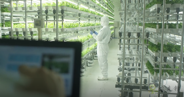 碧桂園的現代農業(yè)大格局