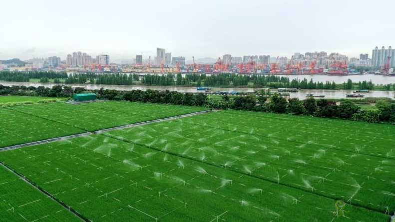 廣東黃埔長洲島啟動建設現代農業(yè)科技&ldquo;黃埔軍校&rdquo;