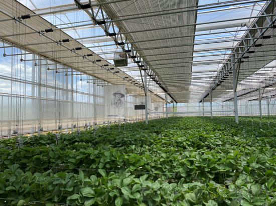 誰(shuí)種出的草莓更好，人工智能VS頂尖農(nóng)人？