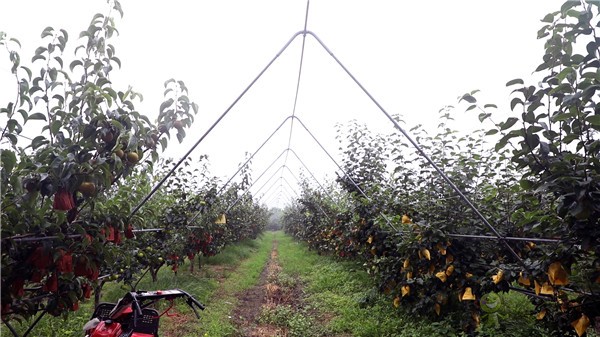 科技發展&ldquo;洋宇模式&rdquo; 打造現代農業&ldquo;綜合體&rdquo;