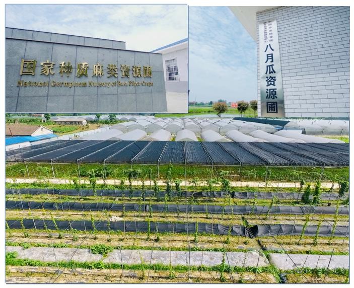 麻類所推進三葉木通種質(zhì)資源基礎(chǔ)研究