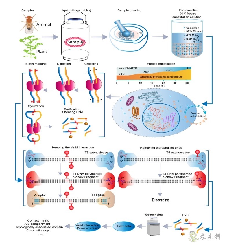 &ldquo;冷凍置換Hi-C&rdquo;已經被攻克完成