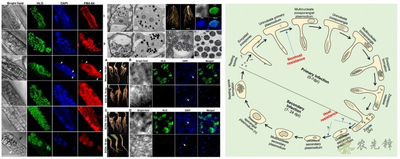 十字花科作物根腫病病原侵染循環(huán)過(guò)程