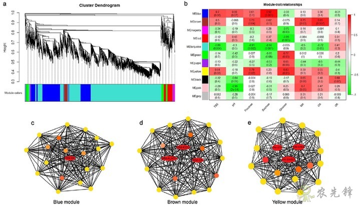 西瓜為什么這樣甜？