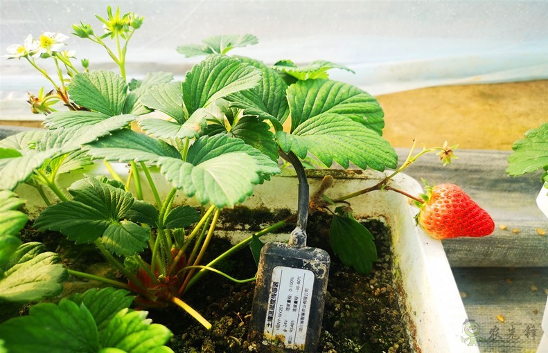 現(xiàn)代農(nóng)業(yè)