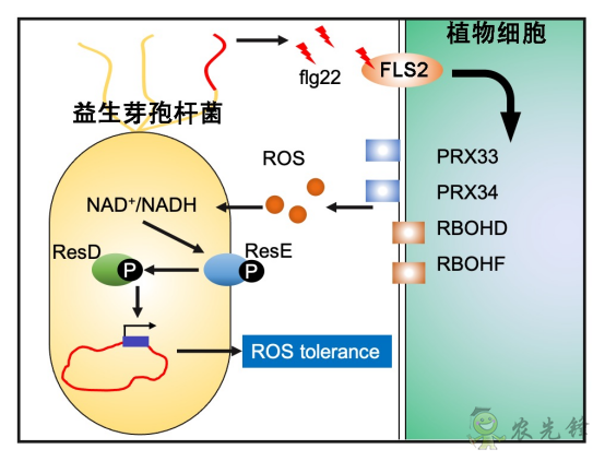 微生物肥料為何低效？