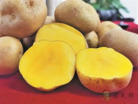 &ldquo;優(yōu)薯1號(hào)&rdquo;雜交馬鈴薯問世