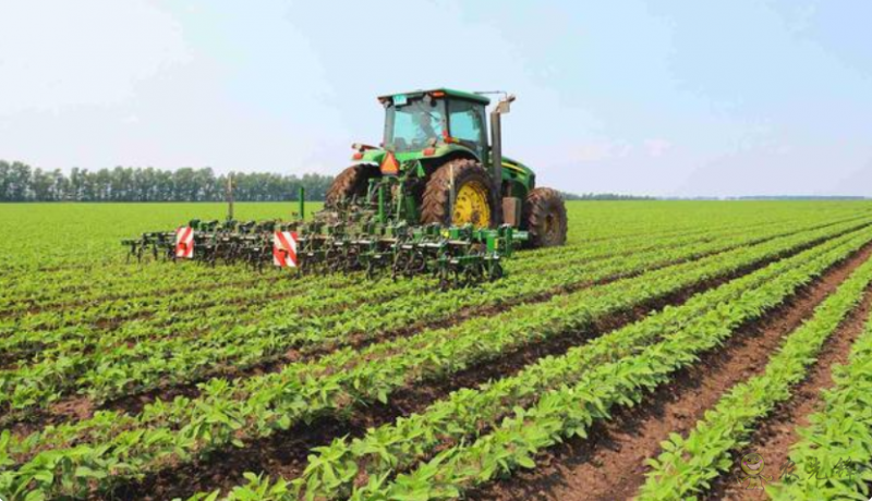 正在進(jìn)行有機(jī)大豆田間除草作業(yè)的智能除草機(jī)器人
