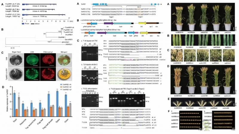 科研進展丨具有高產(chǎn)和氮高效利用潛力的小麥新種質(zhì)誕生