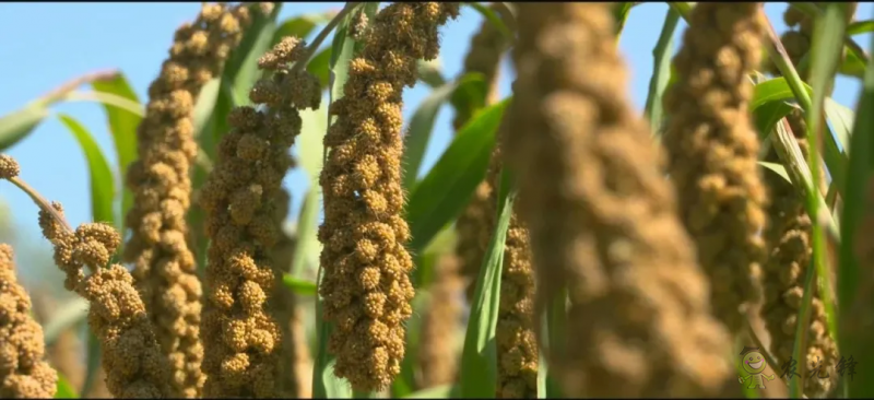 【結構調整】張雜谷:發揮旱作優勢 打造富民產業