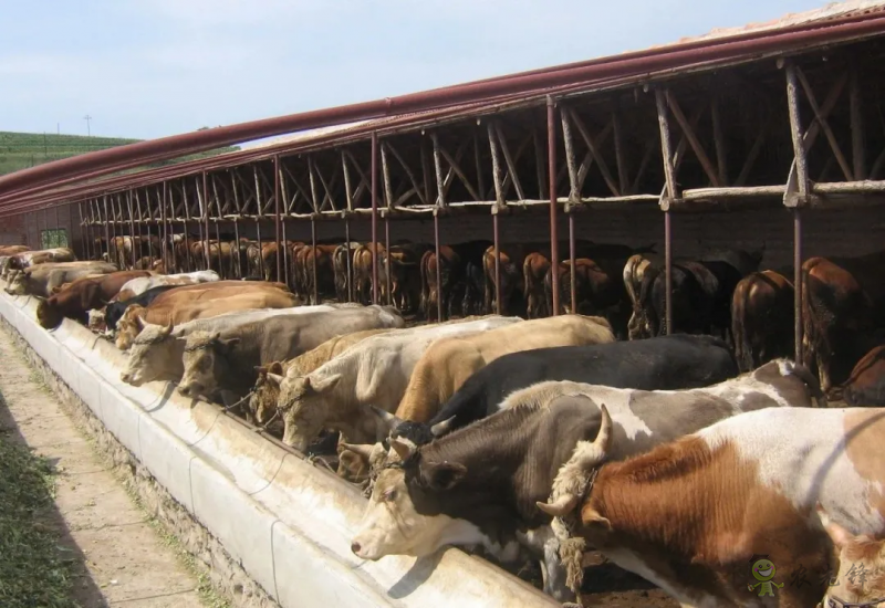 【結構調整】張雜谷:發揮旱作優勢 打造富民產業