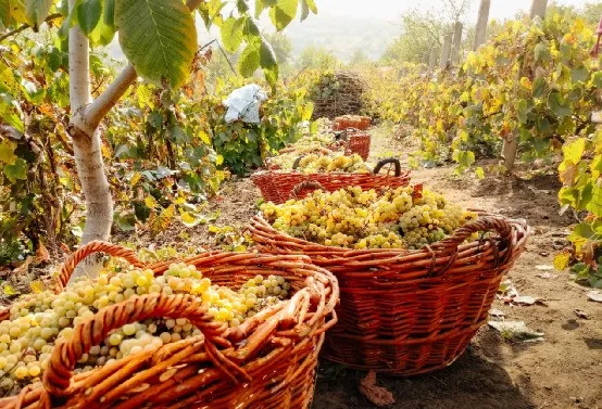 華為不止有豬聯網，還有華為莫塞爾高端農產品商城