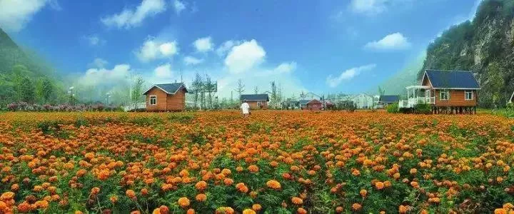 當代中國農(nóng)業(yè)轉型技術選擇之爭:化學化？轉基因？