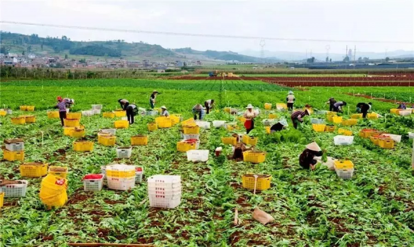 人均年收入40萬+,壽光蔬菜成功秘訣到底是什么