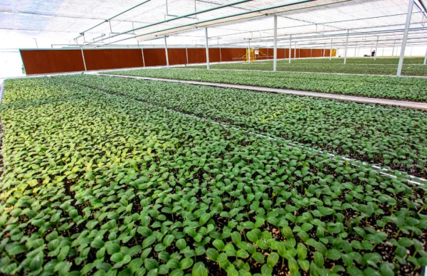 人均年收入40萬+,壽光蔬菜成功秘訣到底是什么