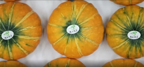 人均年收入40萬+,壽光蔬菜成功秘訣到底是什么