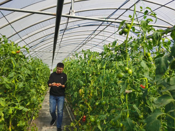 塑料大棚&ldquo;智能化&rdquo;，北京開展高效設施農業用地試點