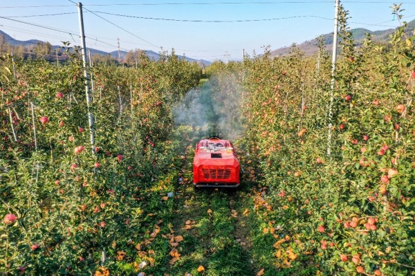 山東淄博發力數字化農業：&ldquo;慧&rdquo;農又增收 果農挑上&ldquo;金扁擔&rdquo;