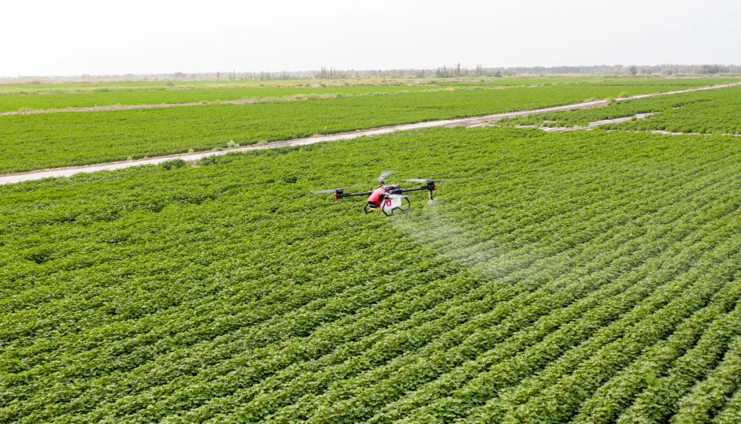 超級棉田喜獲豐收,極飛科技打造鄉村振興新樣本