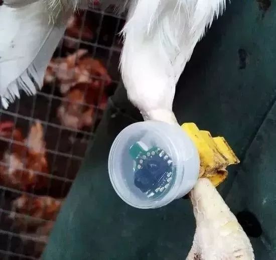 戴表進(jìn)行健康檢測(cè)