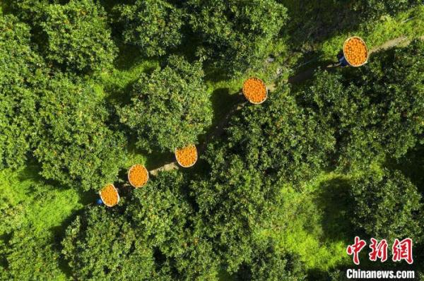 三峽庫區湖北秭歸：智慧農業釋放&ldquo;紅利&rdquo;