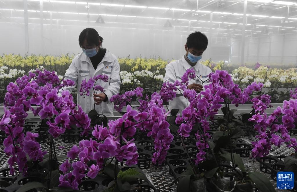 新華社發(fā)（史有東 攝）