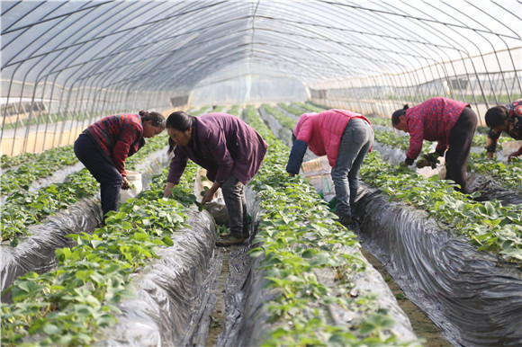 農(nóng)民在普迪生態(tài)園的草莓大棚里察看草莓生長態(tài)勢