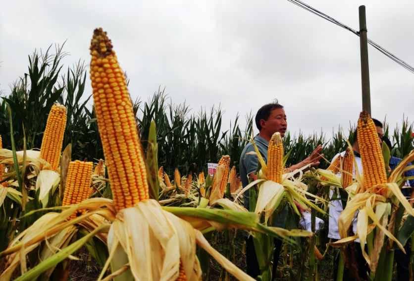 國(guó)家加大農(nóng)業(yè)獎(jiǎng)補(bǔ)力度,對(duì)農(nóng)民種糧是個(gè)好消息,2022年該如何調(diào)整