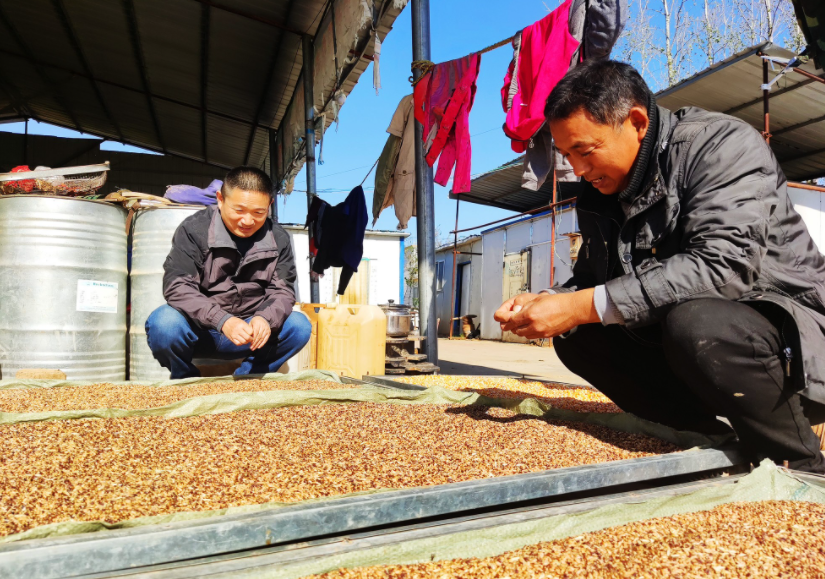 國(guó)家加大農(nóng)業(yè)獎(jiǎng)補(bǔ)力度,對(duì)農(nóng)民種糧是個(gè)好消息,2022年該如何調(diào)整