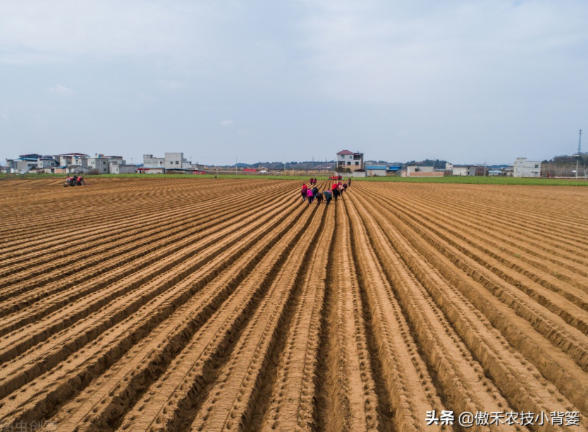 農(nóng)作物起壟種植有哪些好處?起壟時(shí)如何確定最佳壟高?