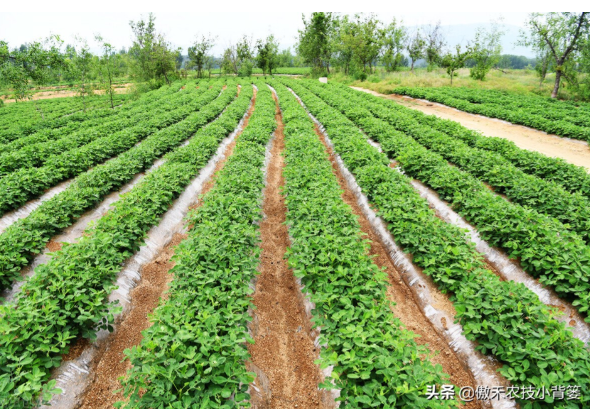農(nóng)作物起壟種植有哪些好處?起壟時(shí)如何確定最佳壟高?