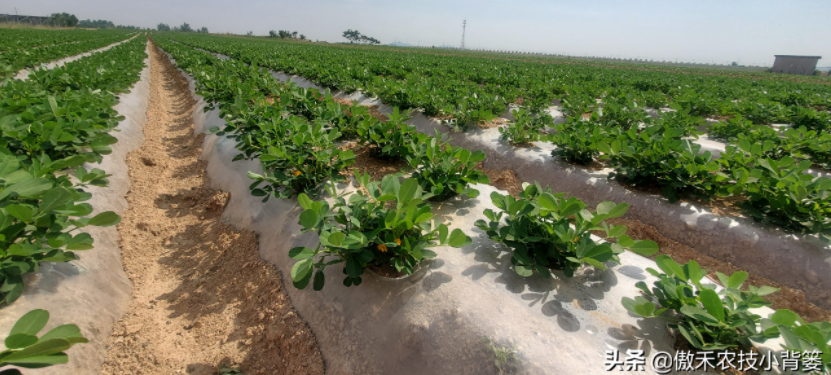 農(nóng)作物起壟種植有哪些好處?起壟時(shí)如何確定最佳壟高?