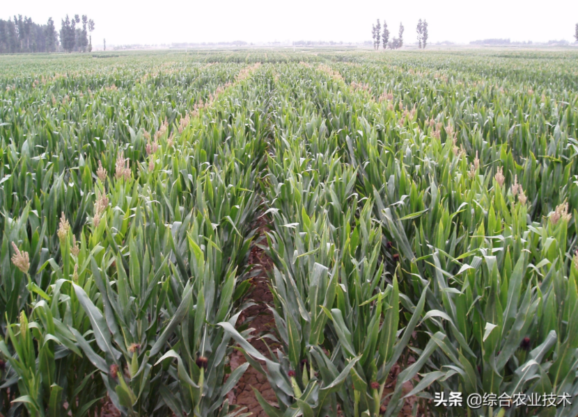 紅軸品種高產呢還是白品種高產？