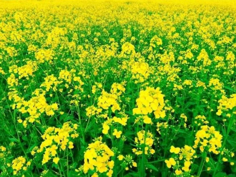 江西九江市柴桑區:舉辦油菜毯狀育苗機械移栽現場觀摩會