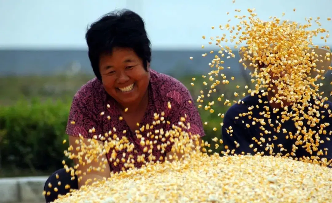 白描 苑鵬:現代化進程中我國農民全面發展的痛點